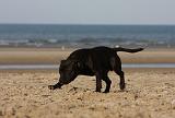 STAFFIE 265